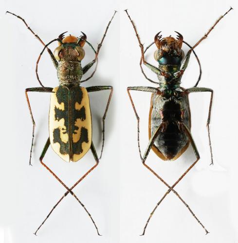 Cephalota chiloleuca